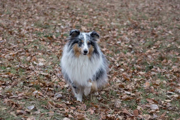 Cute scotch collie is standing in the autumn park. Pet animals. — 스톡 사진