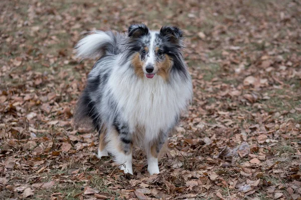 Der süße Scotch Collie schaut in die Kamera. Haustiere. — Stockfoto