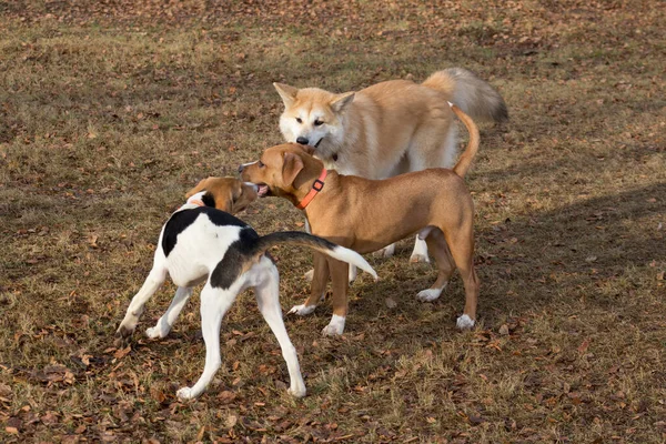 Amstaff kiskutya, akita inu kiskutya és észt kutyakölyök játszanak az őszi parkban. Háziállatok. — Stock Fotó