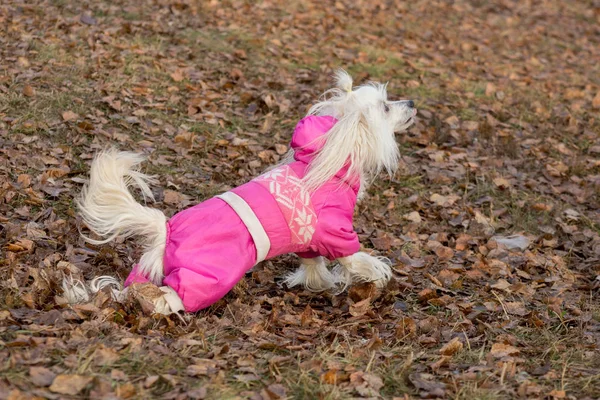 Cane crestato cinese carino nei bellissimi vestiti per animali domestici. Nel parco autunnale. Animali da compagnia . — Foto Stock