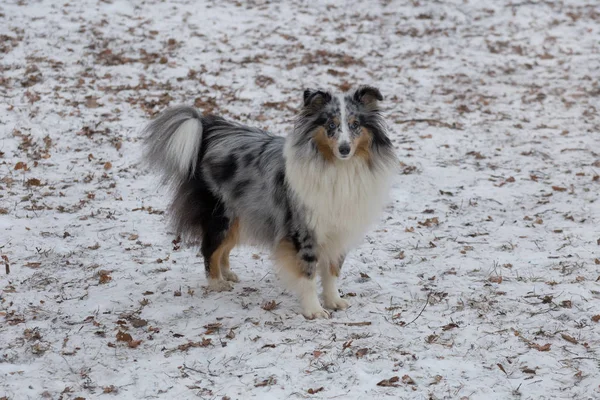 Cute scotch collie is looking at the camera. Pet animals. — Stock Photo, Image