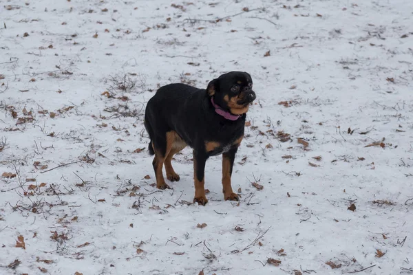 Der niedliche kleine Brabancon-Welpe steht im Winterpark. Haustiere. — Stockfoto
