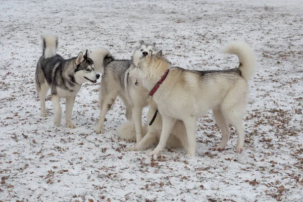 Patru siberieni husky se joacă pe o zăpadă albă în parcul de iarnă. Animale de companie . — Fotografie, imagine de stoc