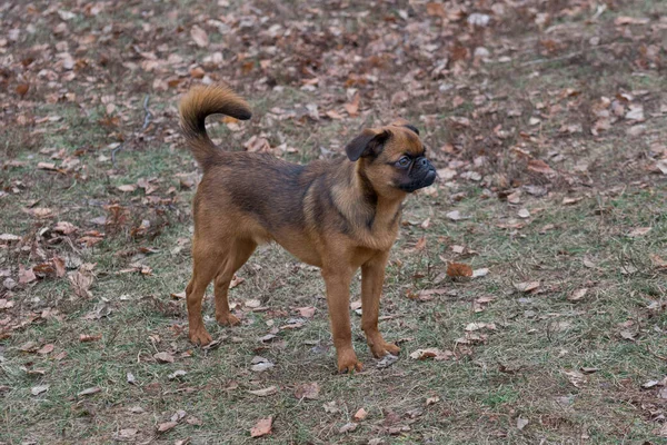 Lindo perrito petit brabancon está de pie en el parque de otoño. Animales de compañía . — Foto de Stock