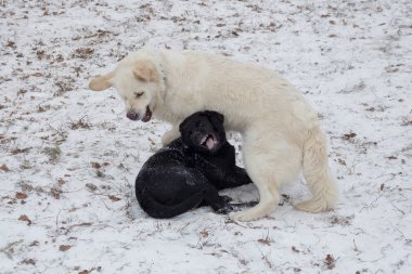 Tatlı Golden Retriever ve Labrador Retriever köpekleri kış parkında beyaz bir karla oynuyorlar. Evcil hayvanlar..