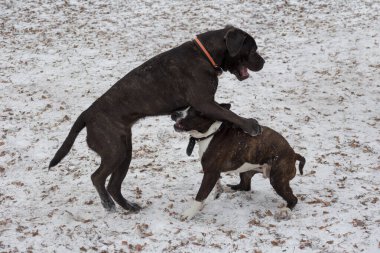 İtalyan mastiff köpek ve amstaff puppy kış parkında oynuyorlar. Evcil hayvanlar..
