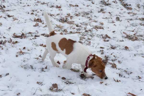 Jack russell terrier puppy is sniffing out traces in the winter park. Pet animals. — 스톡 사진