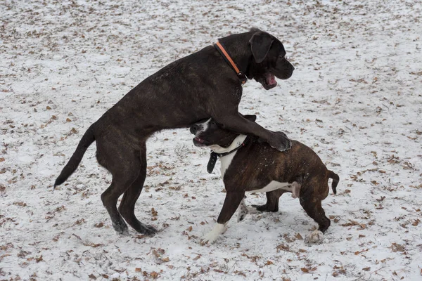 Italský mastif štěně a amstaff štěně si hrají v zimním parku. Domácí zvířata. — Stock fotografie