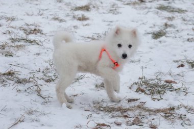Turuncu köpek tasmalı şirin Japon köpek yavrusu kameraya bakıyor. Evcil hayvanlar..