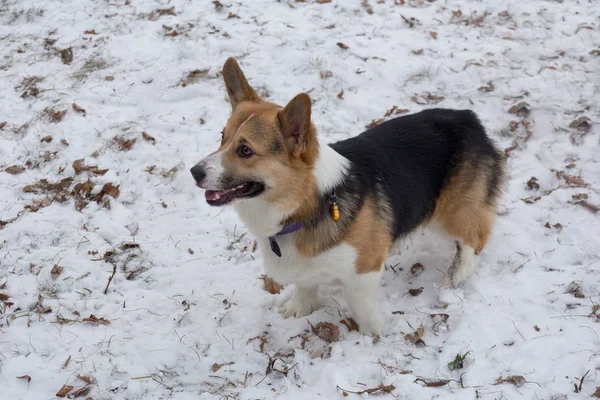 Söt pembroke walesisk corgi valp står i vinterparken. Sällskapsdjur. — Stockfoto