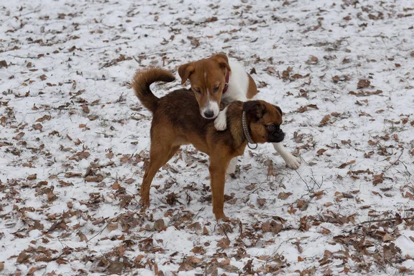 Jack Russell teriér štěně a petit brabancon štěně hrají v zimním parku. Domácí zvířata. — Stock fotografie