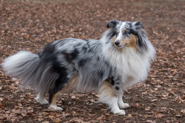 Cute scotch collie está de pé no parque de outono. Animais de companhia . — Fotografia de Stock