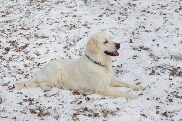 Lindo golden retriever está tumbado en una nieve blanca en el parque de invierno. Animales de compañía . —  Fotos de Stock
