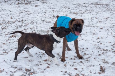 Alman boksör köpeği ve amstaff yavrusu kış parkında oynuyorlar. Evcil hayvanlar..