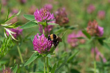 Yaban arısı, çayırdaki yonca çiçeğinden polen topluyor..