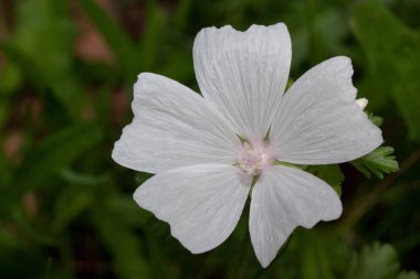 Yeşil bir çayırda güzel bir misk otu yetişiyor..