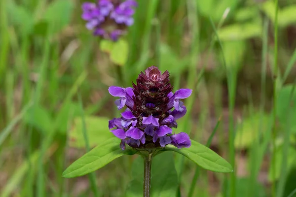 Vackra prunella vulgaris växer på en grön äng. — Stockfoto