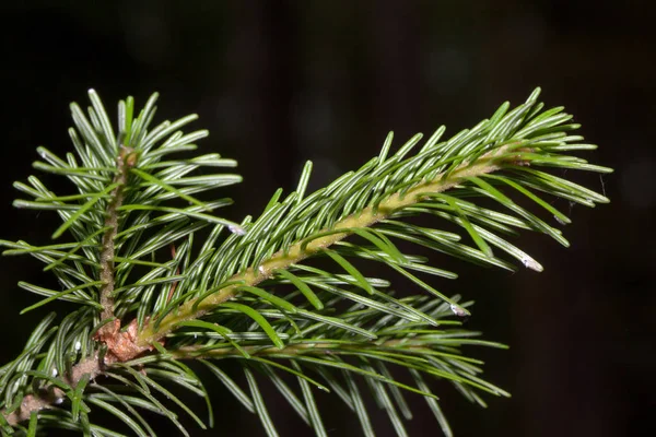 Fresh green sprig of young pine close up. — 스톡 사진