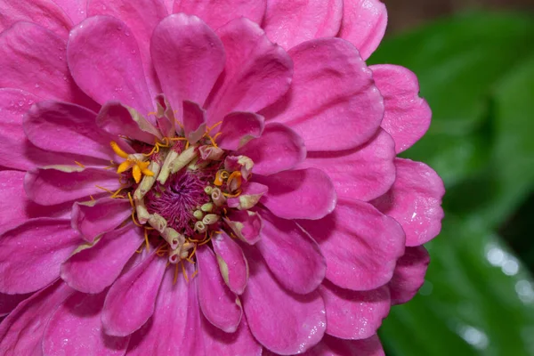 Krásná zinku roste na jarní louce zblízka. Zinnia elegans. — Stock fotografie