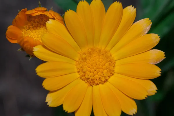 Na louce roste překrásný oranžový kalendula. Zavřít. — Stock fotografie