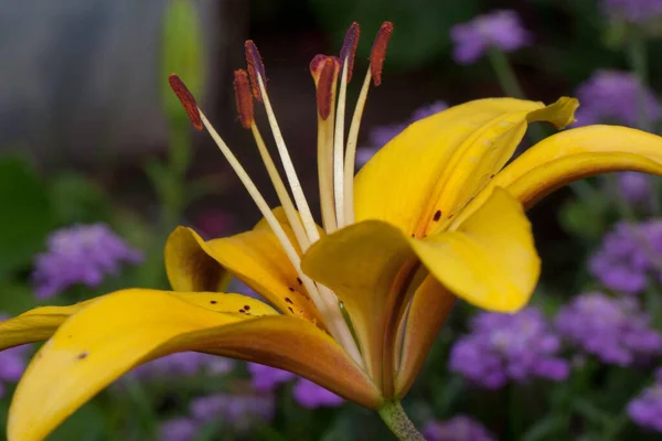 Auf einer Frühlingswiese wächst die schöne Lilium canadense. Nahaufnahme. — Stockfoto