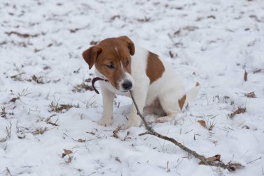 Jack Russell Terrier köpeği dişlerinin arasında bir ağaç dalı tutuyor. Evcil hayvanlar..