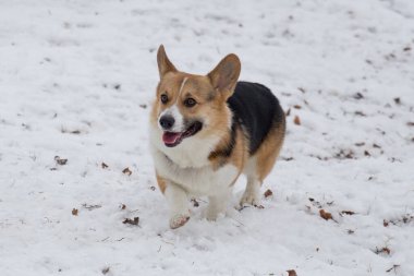 Pembroke Welsh Corgi köpeği kış parkında yürüyor. Evcil hayvanlar..