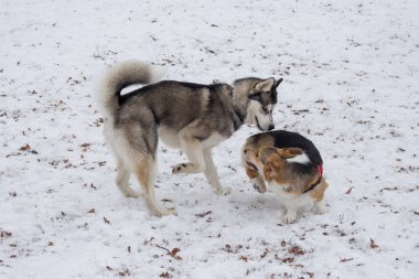 Pembroke Welsh corgi puppy ve Sibirya husky kış parkında oynuyorlar. Evcil hayvanlar..