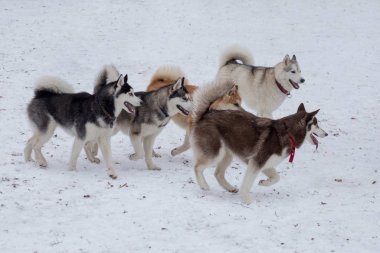 Dört Sibirya Husky ve Akia Inu kış parkında beyaz bir karla koşuyorlar. Evcil hayvanlar..