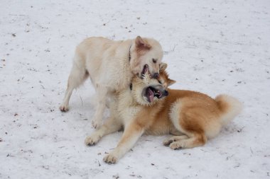 Akita inu puppy ve labrador retriever kış parkında oynuyorlar. Evcil hayvanlar..
