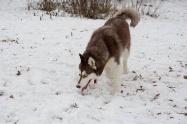 Şirin Sibirya köpek yavrusu kış parkında iz arıyor. Evcil hayvanlar..