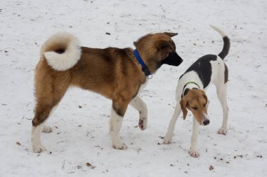 Şirin Amerikan akita köpeği ve Estonya av köpeği kış parkında oynuyorlar. Evcil hayvanlar..
