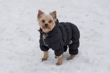 Siyah ceketli şirin Yorkshire teriyeri kameraya bakıyor. Evcil hayvanlar..