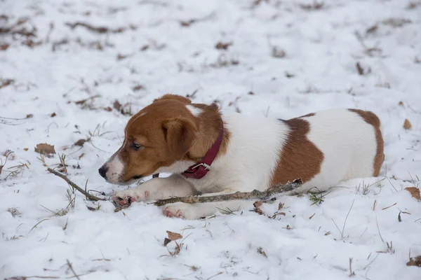 Jack Russell terrier cachorro está tumbado en una nieve blanca en el parque de invierno. Animales de compañía . —  Fotos de Stock