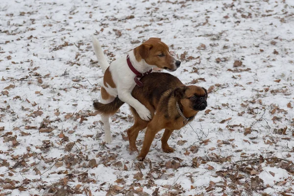 Roztomilý Jack Russell teriér štěně a petit brabancon štěně hrají v zimním parku. Domácí zvířata. — Stock fotografie