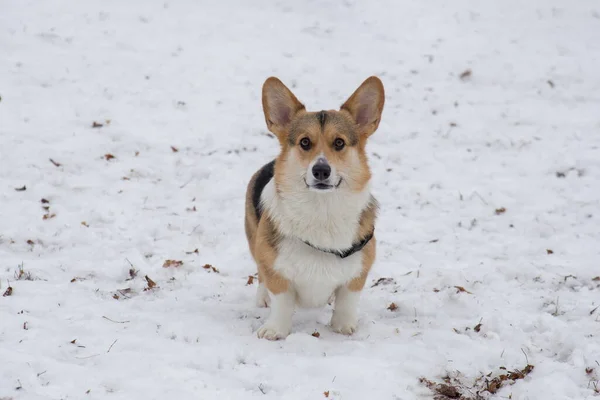 Der süße pembroke walisische Corgi-Welpe schaut in die Kamera. Haustiere. — Stockfoto