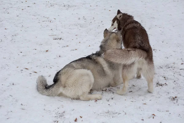 Dois husky siberianos estão jogando no parque de inverno. Animais de companhia . — Fotografia de Stock