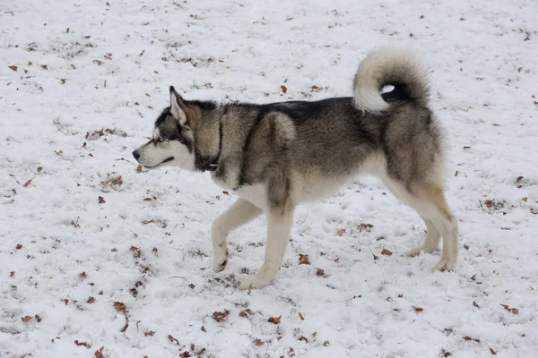 Husky siberiano está caminando en el parque de invierno. Animales de compañía . —  Fotos de Stock