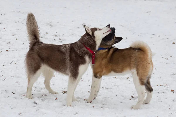 Söt amerikansk akita valp och sibirisk husky valp spelar i vinterparken. Sällskapsdjur. — Stockfoto