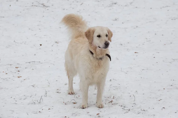 Labrador retrívr stojí v zimním parku. Domácí zvířata. — Stock fotografie
