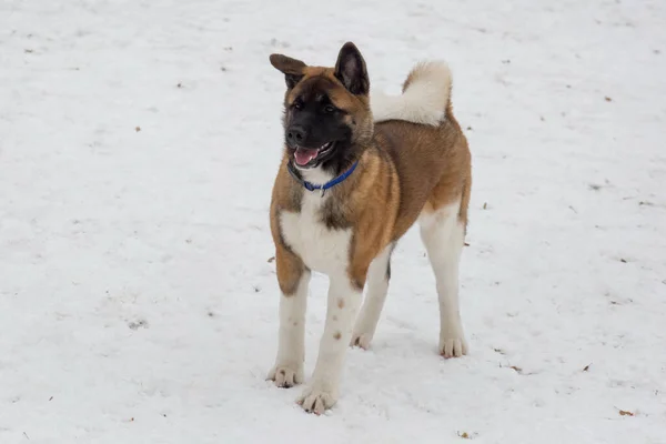 Bonito cachorro akita americano está de pé em uma neve branca no parque de inverno. Animais de companhia . — Fotografia de Stock