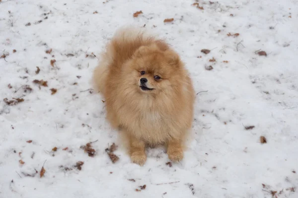 Cute pomeranian spitz puppy is playing in the winter park. Deutscher spitz or zwergspitz. — Stock Photo, Image