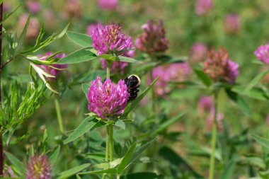 Yaban arısı, çayırdaki yonca çiçeğinden nektar topluyor..