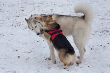 Kış parkında tatlı pembroke corgi puppy ve Sibirya husky oynuyorlar. Evcil hayvanlar..