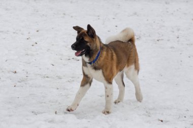 Şirin Amerikan akita köpeği kış parkında yürüyor. Evcil hayvanlar..