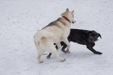 İtalyan mastiff puppy ve Sibirya husky kış parkında oynuyorlar. Evcil hayvanlar..