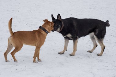 Amerikan pitbull terrier köpeği ve Doğu Avrupa çoban köpeği kış parkında oynuyorlar. Evcil hayvanlar..
