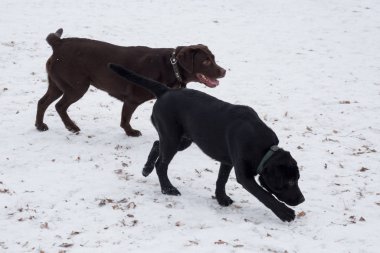 Çikolata labrador retriever ve siyah labrador retriever köpeği kış parkında yürüyor. Evcil hayvanlar..