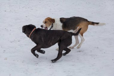 Rus av köpeği ve İtalyan mastil köpeği kış parkında oynuyorlar. Evcil hayvanlar..