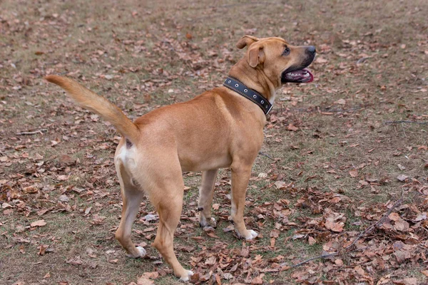 Leuke Amerikaanse pitbull terrier puppy staat op een oranje blaadje in het najaarspark. Dieren. — Stockfoto